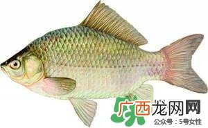 喜头鱼的做法 喜头鱼汤的做法