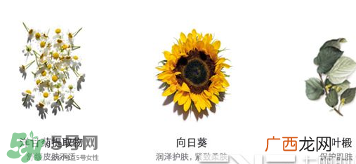 娇韵诗黄水和绿水的区别 娇韵诗黄水和橙水区别