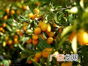 风水植物怎么摆放位置 家中植物摆放风水讲究