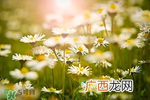 风水植物怎么摆放位置 家中植物摆放风水讲究