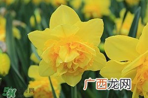 风水植物怎么摆放位置 家中植物摆放风水讲究
