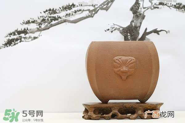 风水植物怎么摆放位置 家中植物摆放风水讲究