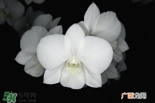 风水植物怎么摆放位置 家中植物摆放风水讲究