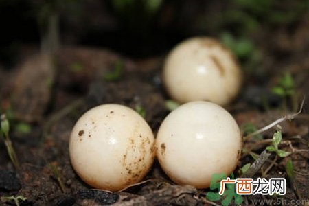 甲鱼蛋的营养价值 甲鱼蛋的功效与作用