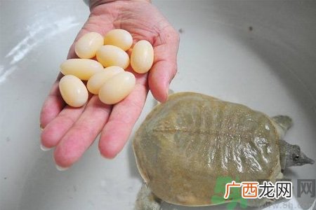 甲鱼蛋的营养价值 甲鱼蛋的功效与作用