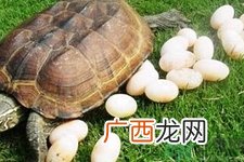 甲鱼蛋的营养价值 甲鱼蛋的功效与作用