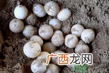 甲鱼蛋的营养价值 甲鱼蛋的功效与作用