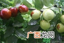 沾化冬枣的营养价值 沾化冬枣的功效与作用