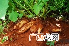 天山雪莲果的营养价值 天山雪莲果的功效与作用