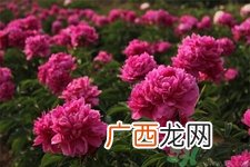 芍药花的作用功效 芍药花的食用价值