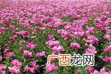 芍药花的作用功效 芍药花的食用价值