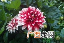 芍药花的作用功效 芍药花的食用价值