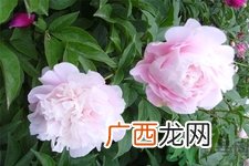 芍药花的作用功效 芍药花的食用价值