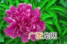 芍药花的作用功效 芍药花的食用价值