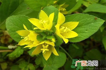 过路黄的功效作用 过路黄的营养价值