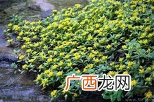过路黄的功效作用 过路黄的营养价值