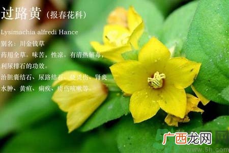 过路黄的功效作用 过路黄的营养价值