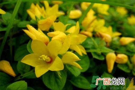 过路黄的功效作用 过路黄的营养价值