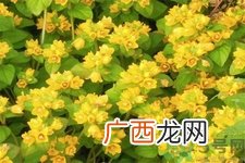 过路黄的功效作用 过路黄的营养价值