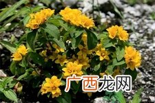 过路黄的功效作用 过路黄的营养价值