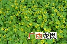 过路黄的功效作用 过路黄的营养价值