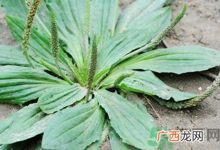 车前草泡脚有什么好处?车前草泡脚的功效与作用