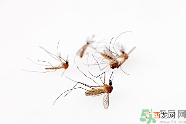 点蚊香为什么还有蚊子？为什么点蚊香没有用了？