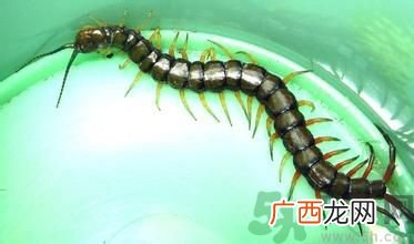 寝室有蜈蚣怎么办?宿舍有蜈蚣怎么消灭?