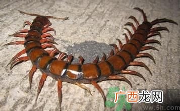寝室有蜈蚣怎么办?宿舍有蜈蚣怎么消灭?