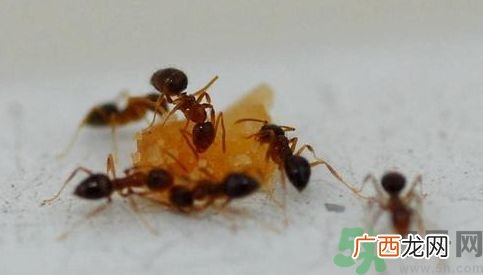 寝室有蚂蚁怎么办?宿舍有蚂蚁怎么消灭?