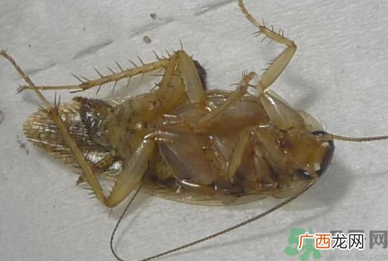 寝室有蟑螂怎么办?宿舍有蟑螂怎么消灭?