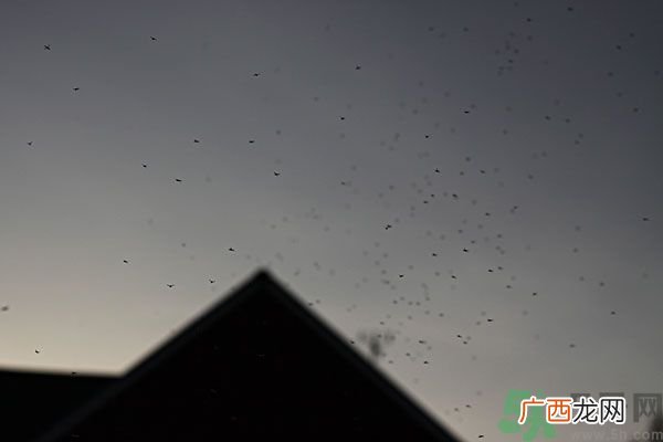 夏天带孩子出去玩怎么预防蚊子 户外怎么防蚊子