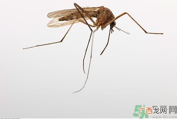 穿黑色衣服容易被蚊子咬吗？什么样的人容易吸引蚊子？