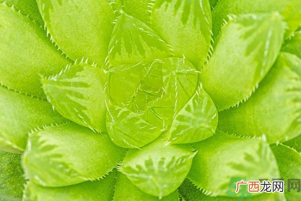 多肉植物需要浇水吗？多肉植物浇水可以浇到叶子上吗？