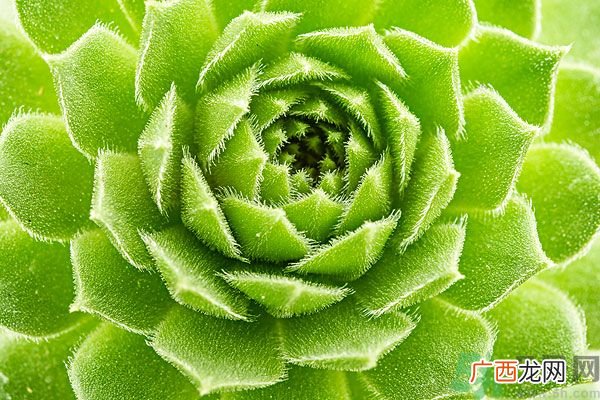 多肉植物需要浇水吗？多肉植物浇水可以浇到叶子上吗？