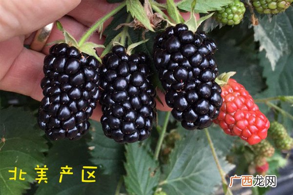 黑莓水果产自什么地方 全球4大产地pk