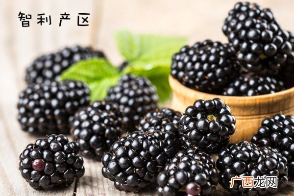 黑莓水果产自什么地方 全球4大产地pk