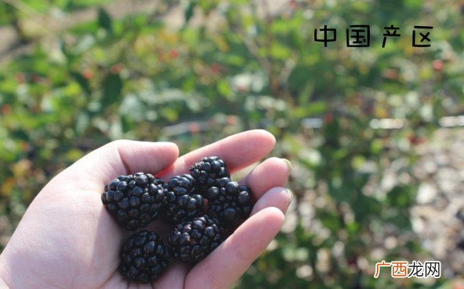 黑莓水果产自什么地方 全球4大产地pk