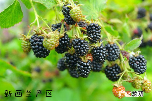 黑莓水果产自什么地方 全球4大产地pk