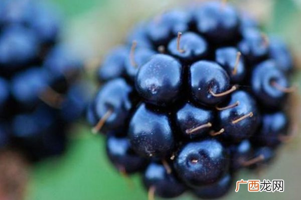 黑莓和桑葚的区别 黑莓和桑葚的对比图