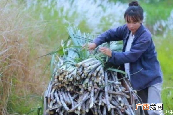 抖音最火李子柒 李子柒为什么这么火