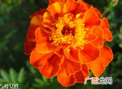 防蓝光吃什么对眼睛好 眼睛防蓝光的方法有哪些