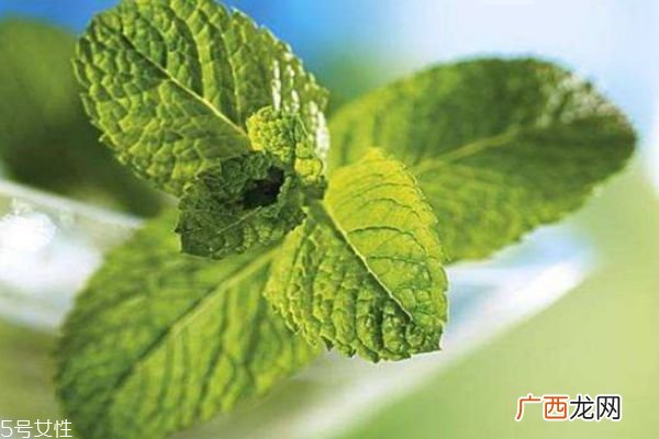 薄荷有什么作用呢 薄荷生长在什么环境里呢