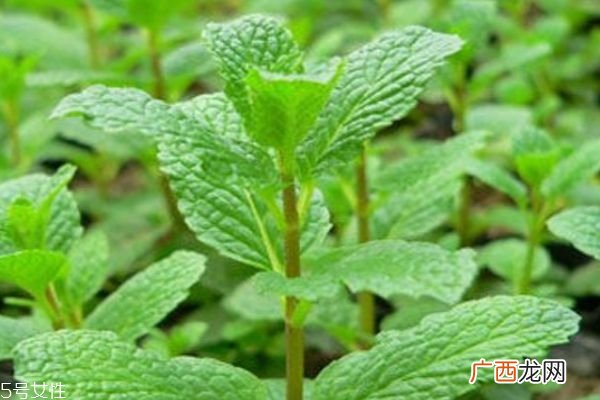 薄荷有什么作用呢 薄荷生长在什么环境里呢