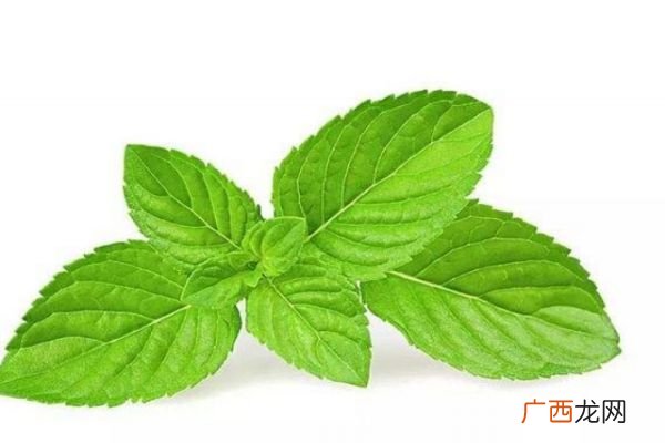 薄荷有什么作用呢 薄荷生长在什么环境里呢