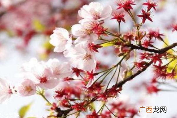 樱花盛开在几月份呢 樱花有什么作用呢