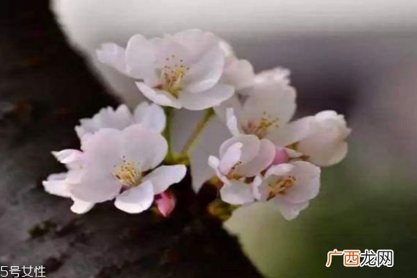 樱花盛开在几月份呢 樱花有什么作用呢
