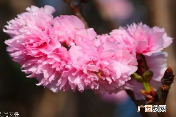 樱花盛开在几月份呢 樱花有什么作用呢
