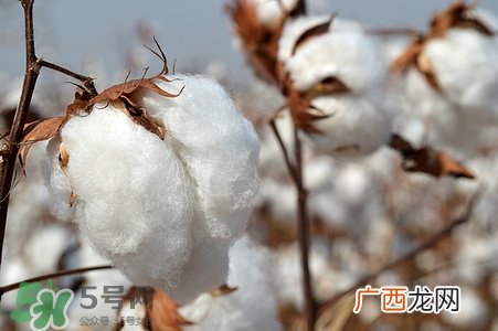 送棉花是什么意思?棉花有什么寓意