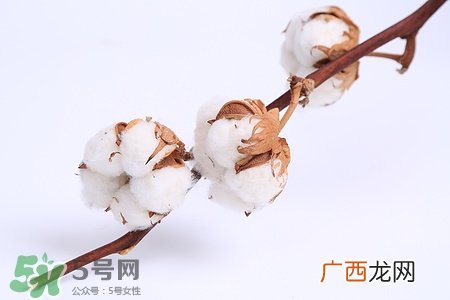 送棉花是什么意思?棉花有什么寓意